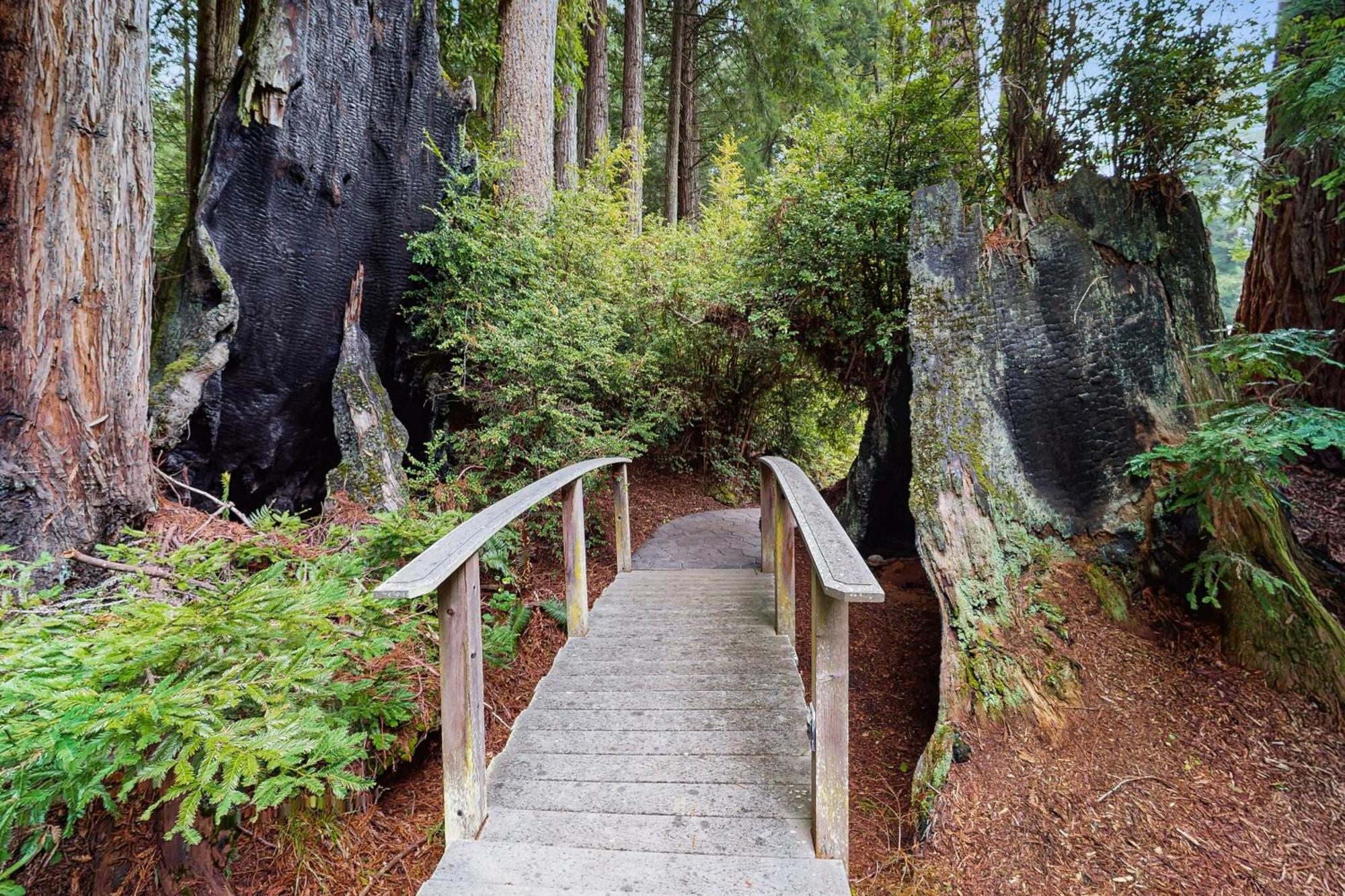 Serene Redwood Retreat Arcata Zewnętrze zdjęcie
