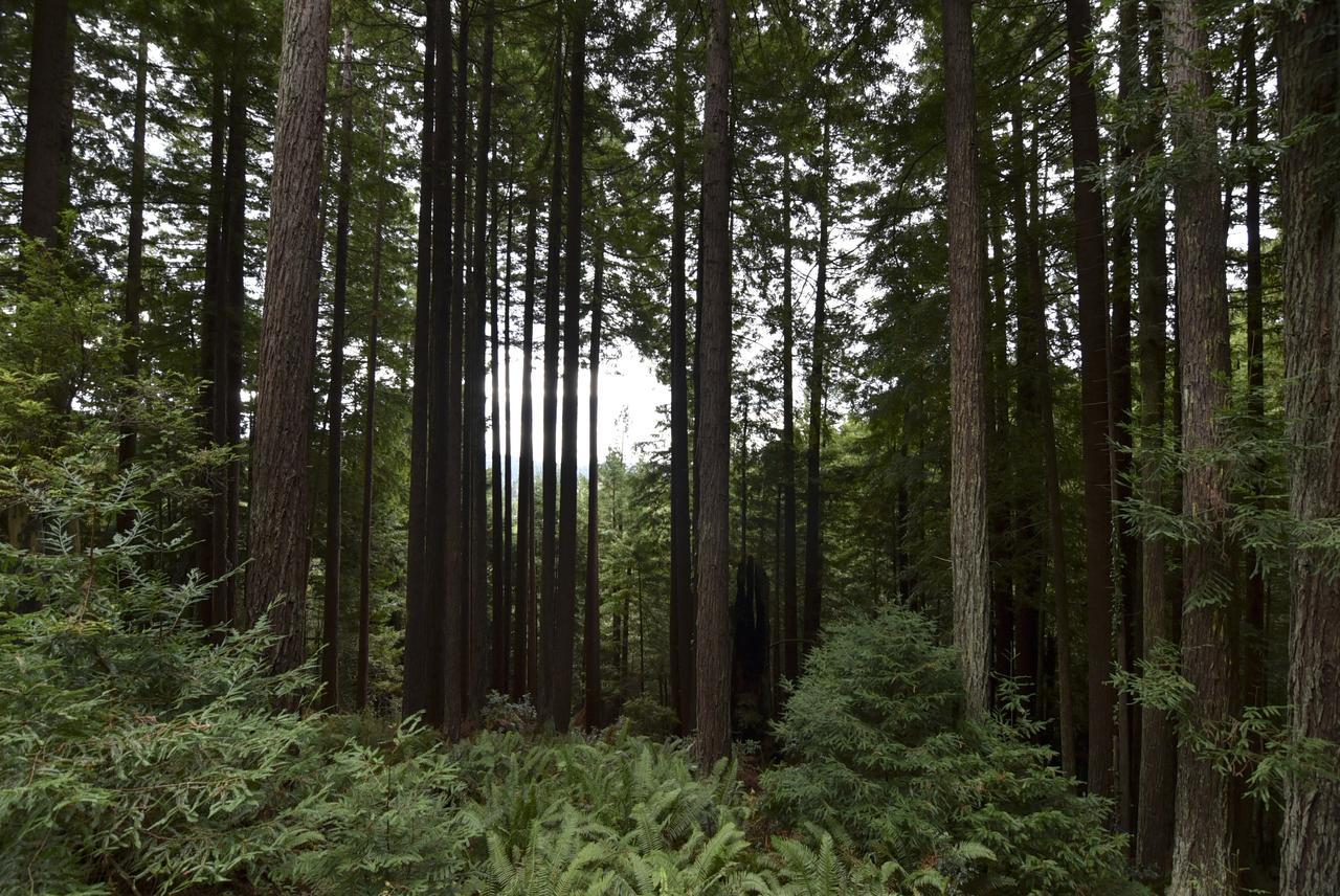 Serene Redwood Retreat Arcata Zewnętrze zdjęcie