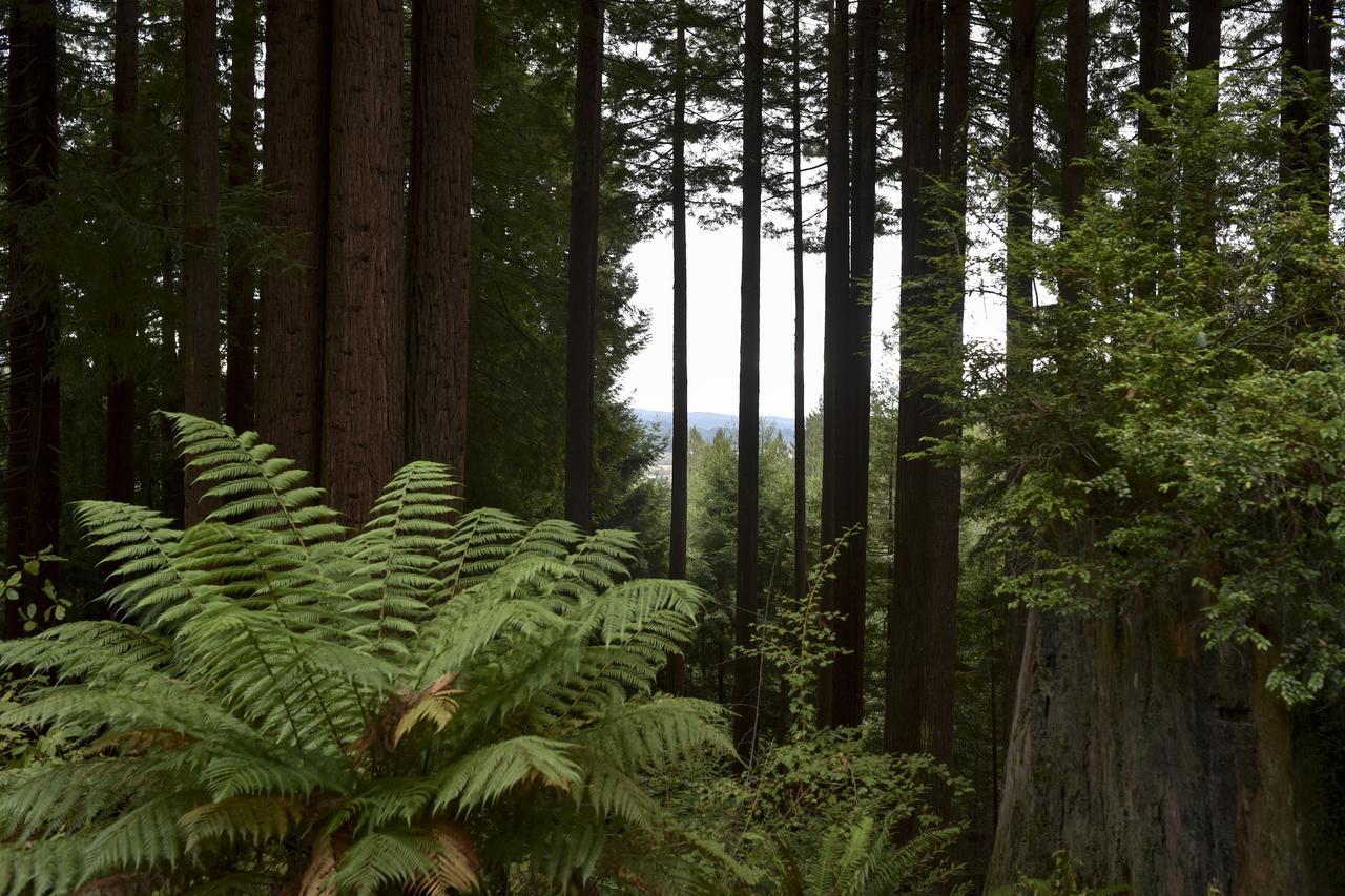 Serene Redwood Retreat Arcata Zewnętrze zdjęcie